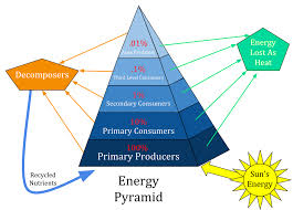 <p>what does the pyramid of energy show</p>