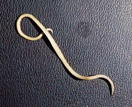 <ul><li><p>parasitic form</p></li><li><p><mark>giant human roundworm</mark>, infects an estimated 800 million people globally through the fecal-oral route.</p></li></ul><p></p>