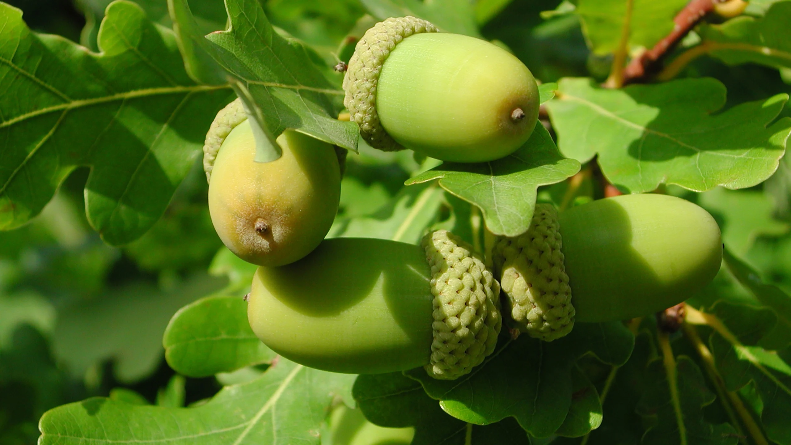 <p><strong>Common Name</strong>: Aleppo oak, gall oak</p><p><strong>Parts Used</strong>: Galls, fruit/acorn hulls</p><p><strong>Use/s</strong>: Reproductive health (uterine elasticity, leucorrhoea), oral health, GIT disorders, antidiabetic, antiparasitic</p><p><strong>Major Metabolites</strong>: <strong>Gallotannins</strong>, phenolic acids, flavonoids</p>
