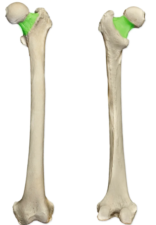 <p>Identify the area in green (anterior/posterior)</p>