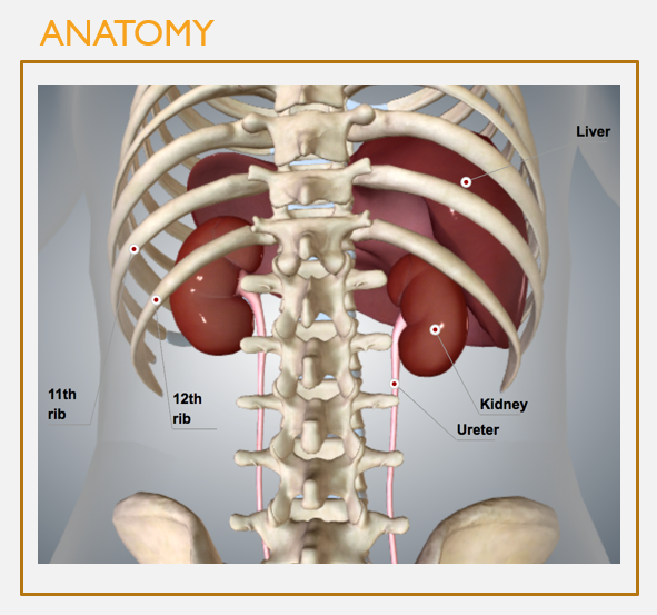 <p>Gross anatomy of <strong>the kidneys</strong> (pt 2)</p>