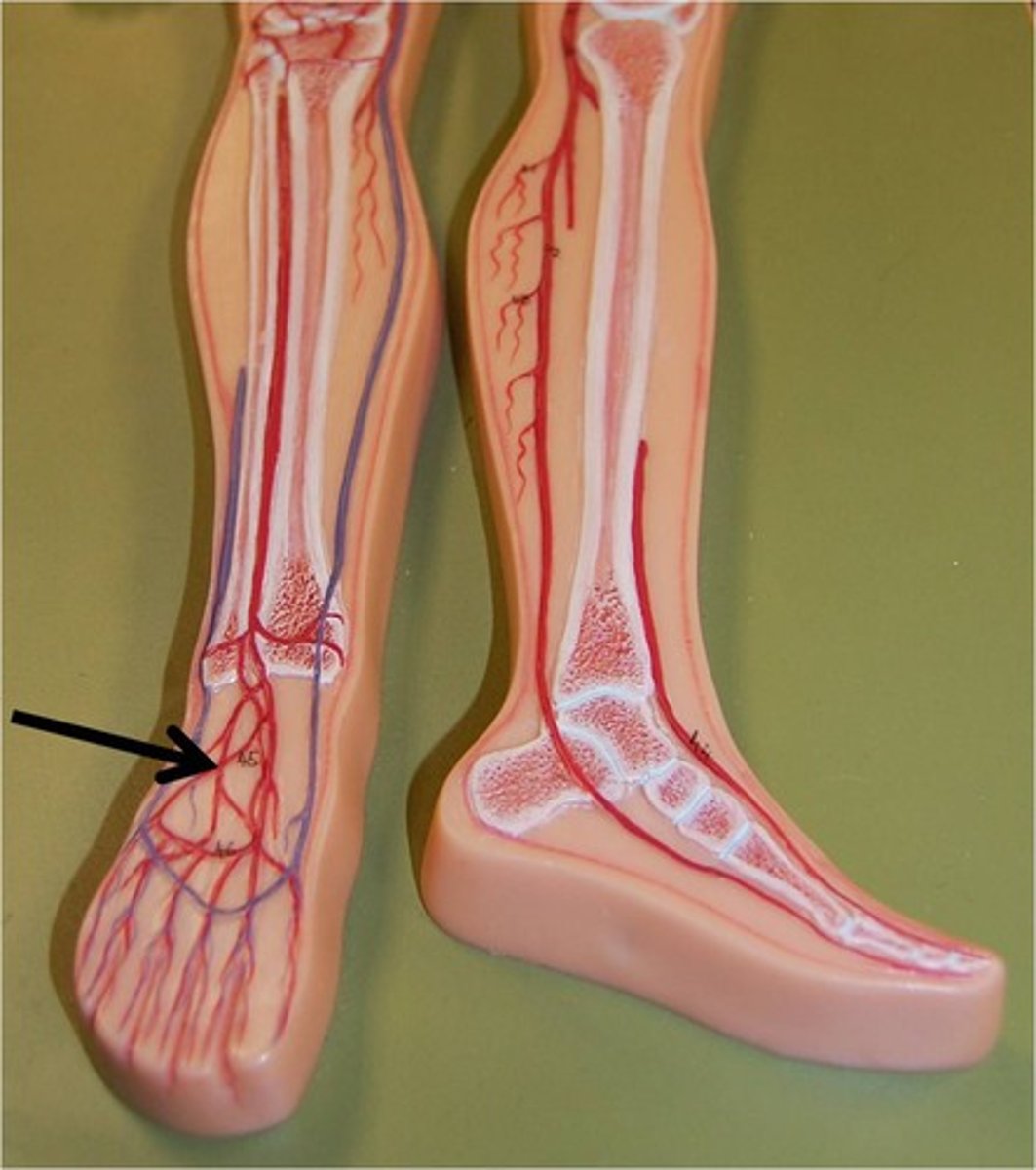 <p>The artery on the anterior surface of the foot between the first and second metatarsals.</p>