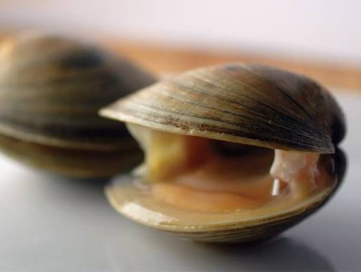 <p>clams, oysters, scallops, and mussels; clade of mollusca which is inside lophotrochozoa; still a type of mollusk; 2 hinged valves (left and right), no radula, siphons instead, 4 oversized gills (ctenidia) for respiration and filter feeding</p>