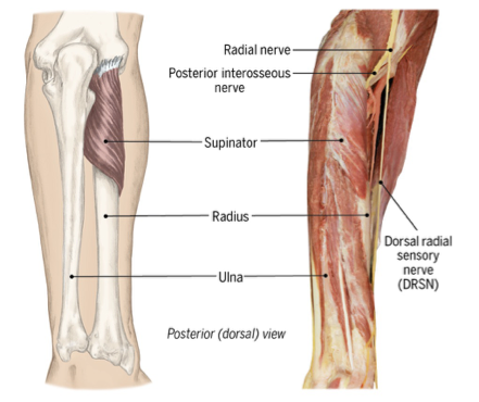 <p>supinator muscle </p>