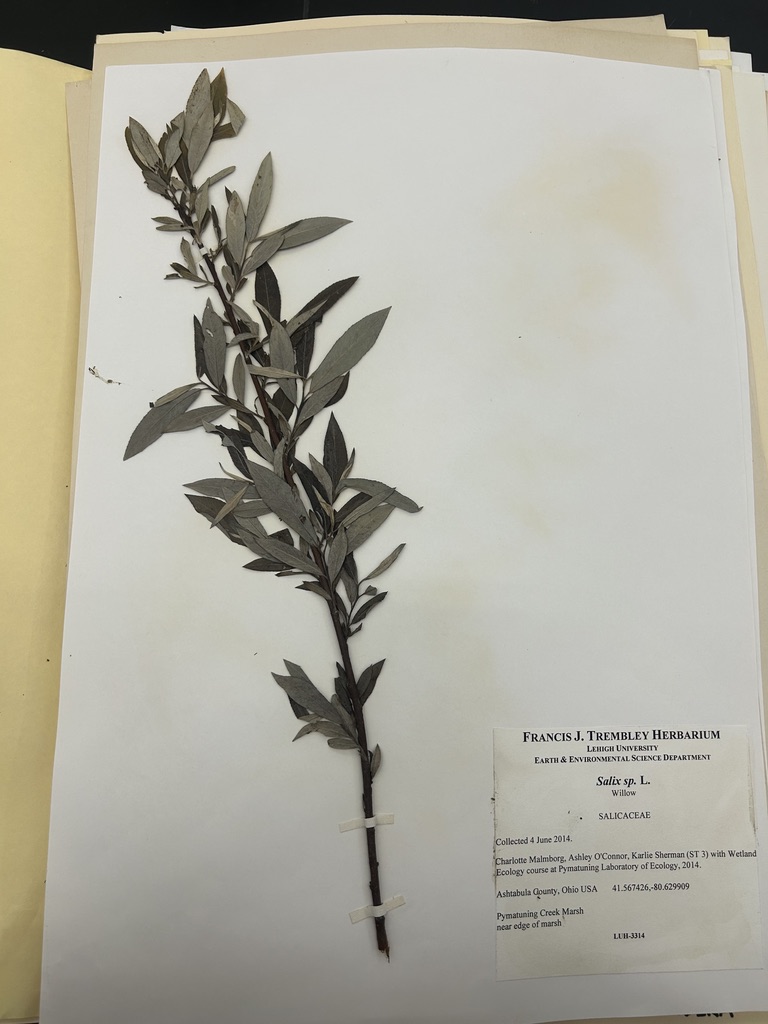 <p>Willow</p>