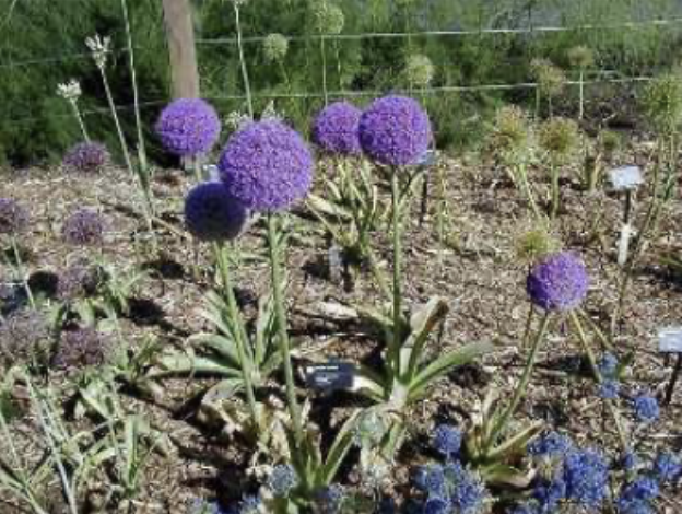 <p>Giant onion<br>Star-shaped flowers in dense spherical umbels<br>purple or white tepals</p>
