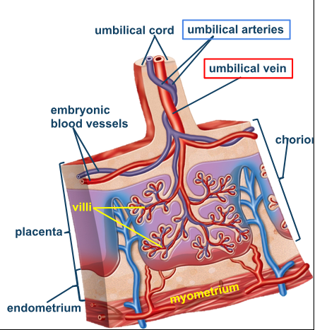 <p>2 umbilical arteries</p><p>1 umbilical vein</p><p>allantois and yolk sac</p>