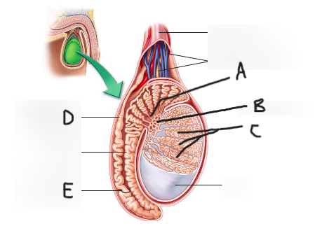 <p>Identify C</p>