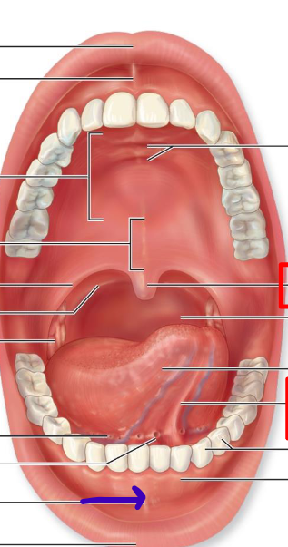 <p>connect lower lip to gums</p>