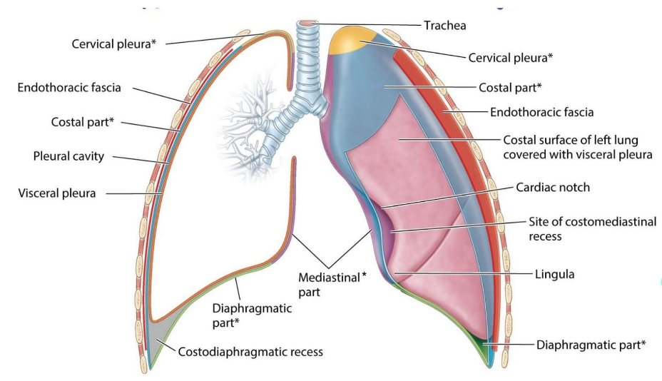 <ul><li><p>secretes serous fluid</p></li><li><p>surround each lung</p></li><li><p>visceral (inside) and parietal (outside) parts are continuous</p></li><li><p>pleural cavity</p><ul><li><p>fluid to prevent rubbing of surfaces during in/exhalation</p></li></ul></li><li><p>cervical, costal, diaphragmatic, mediastinal</p></li></ul><p></p>