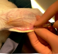 <p>Marginal ear veins— most common</p><p>Cephalic veins</p><p>Lateral saphenous</p>