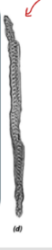 <ul><li><p>xylem conductive cell in <strong>gymnosperms</strong></p></li><li><p><strong>no perforations</strong></p></li><li><p>aligned with<strong> tapering walls</strong></p></li><li><p><strong>lined with pits</strong></p></li><li><p>longer and narrower</p></li></ul><p></p>