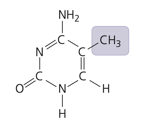 <p>5-Methylcytosine, a modified component of DNA that has a methyl group added</p>