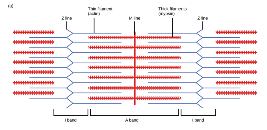 <p>Sarcomere (I band) </p>