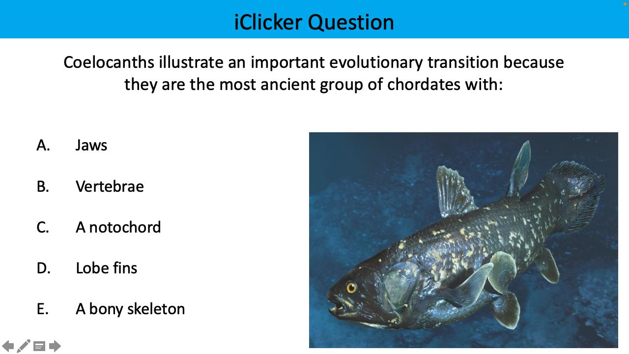 <p>Coelocanths illustrate an important evolutionary transition because they are the most ancient group of chordates with:</p>