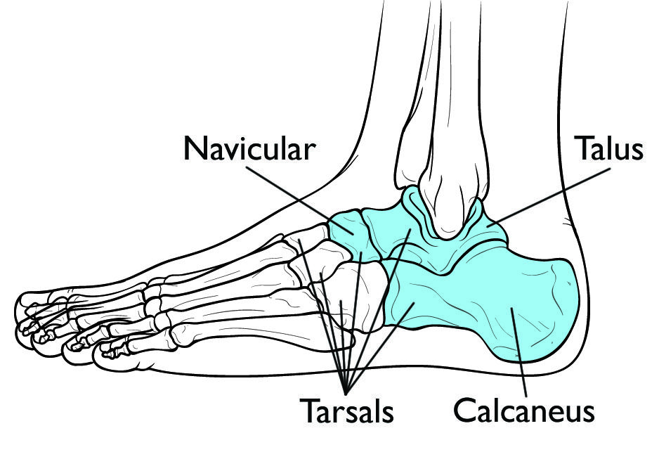 <p>Root of the foot [includes talus (ankle bone) and calcaneus (heel bone)] </p>