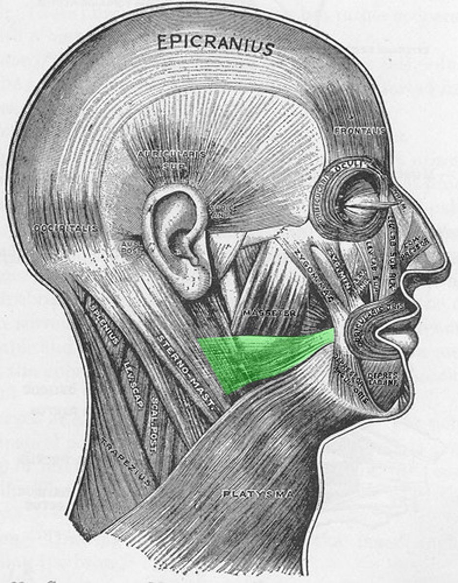 <p>Region:</p><p>Face</p><p>Action: </p><p>Draws mouth laterally (grimace) </p><p>Innervation:</p><p>CN VII </p>