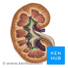 <p>Renal papilla</p>