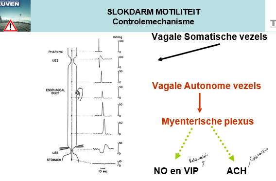 <p><span>Vagale somatische vezels zullen de proximale slokdarm (gestreepte vezels) activeren.</span></p>