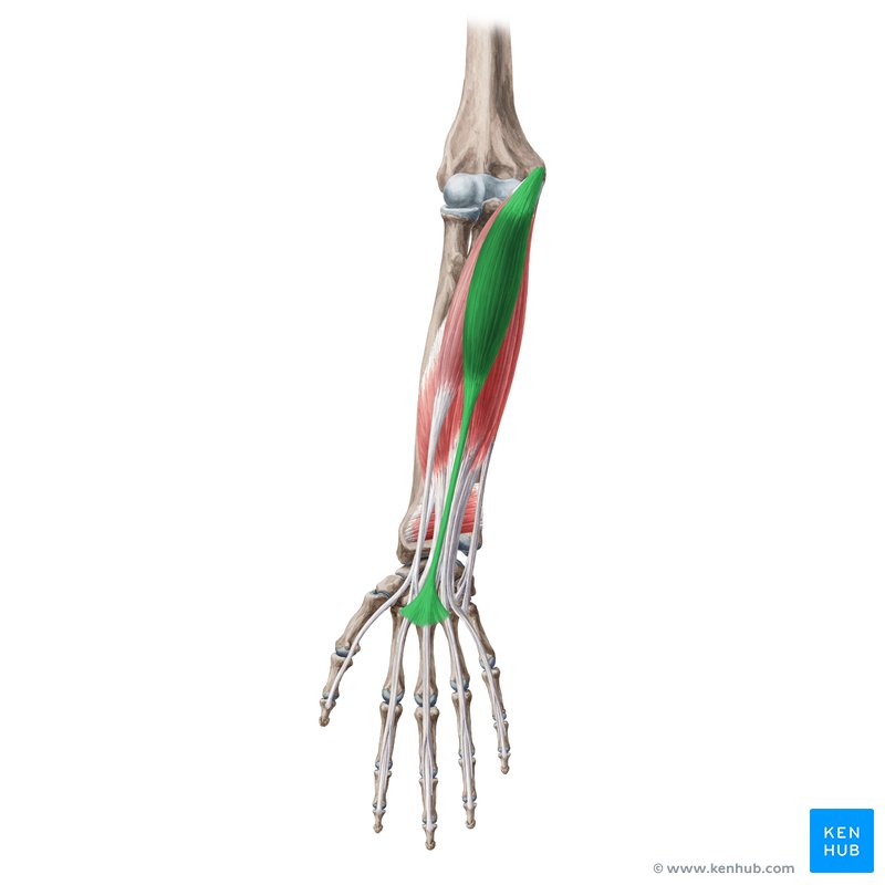 <p>Palmaris longus Innervation</p>