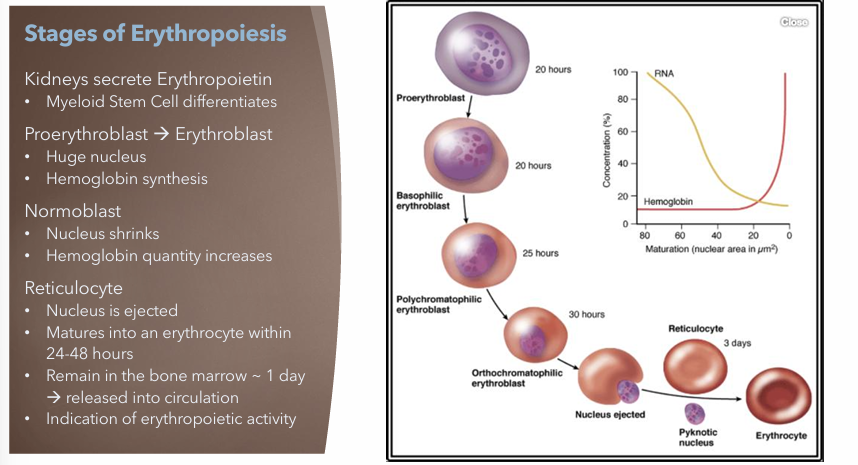 <ol><li><p><strong>Kidneys secrete Erythropoietin</strong></p><ol><li><p>Bone marrow stem cell → myeloid stem cell</p></li></ol></li><li><p><strong>Proerythroblast → Erythroblast</strong></p><ol><li><p>Huge nucleus</p></li><li><p>Hemoglobin synthesis begins this phase</p></li></ol></li><li><p><strong>Normoblast</strong></p><ol><li><p>Nucleus shrinks</p></li><li><p>Hemoglobin quantity increases</p></li></ol></li><li><p><strong>Reticulocyte</strong></p><ol><li><p>Nucleus ejected</p></li><li><p>Erythrocyte within 24 - 48 hours</p></li><li><p>Remain in bone marrow ~ 1 day → released into circulation</p></li><li><p>Reticulocytes are indication of erythropoietic activity</p></li></ol></li></ol><p></p>