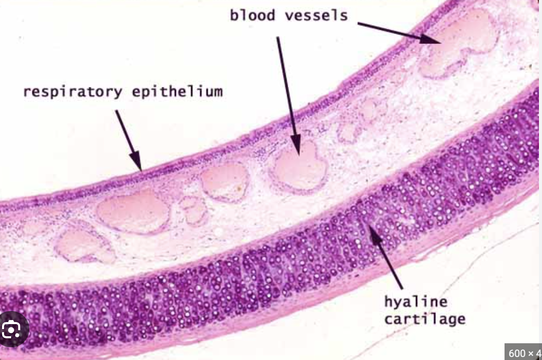 <p><span>forms 16 to 20 C-shaped rings that provide rigid structural support to the trachea, ensuring the airway remains open</span></p>
