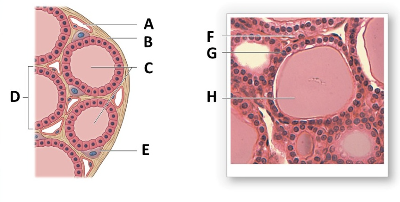<p>cuboidal epithelium </p>