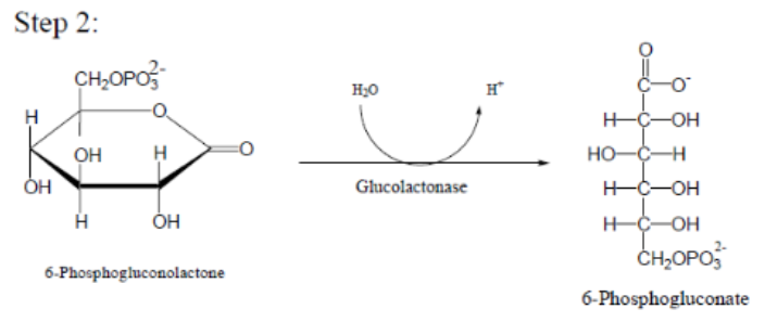 <p>What is the second step of the oxidative phase of the pentose phosphate pathway</p>