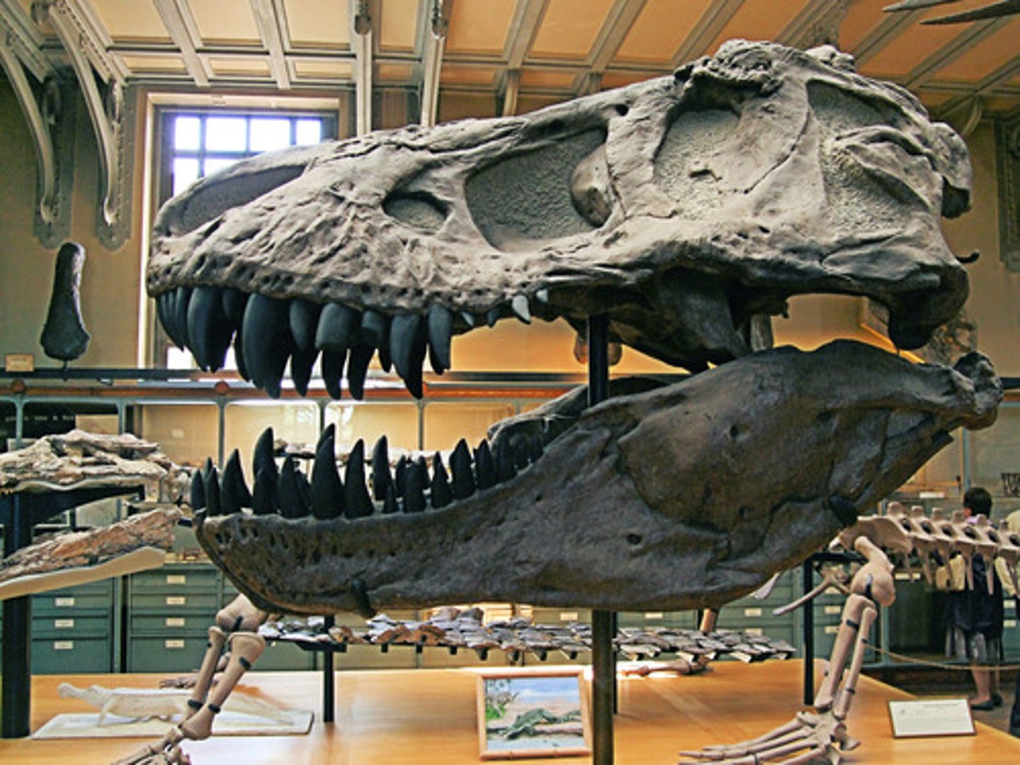 <p>a science dealing with prehistoric life through the study of fossils (hóa thạch học, cổ sinh vật học)</p>