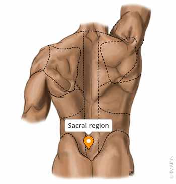 <p>Sacrum / Lower back</p>