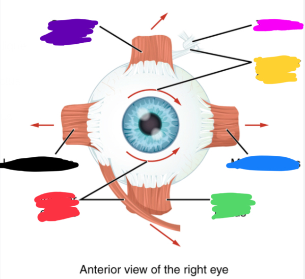 <p>what is the name of the muscle crossed out in red? Innervation? What is its function?</p>