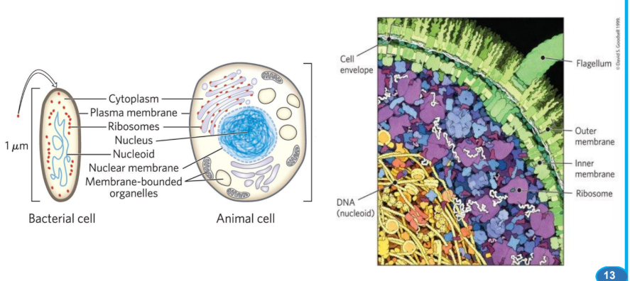 <p><strong>Cells are a ______ of Biological Molecules </strong></p>