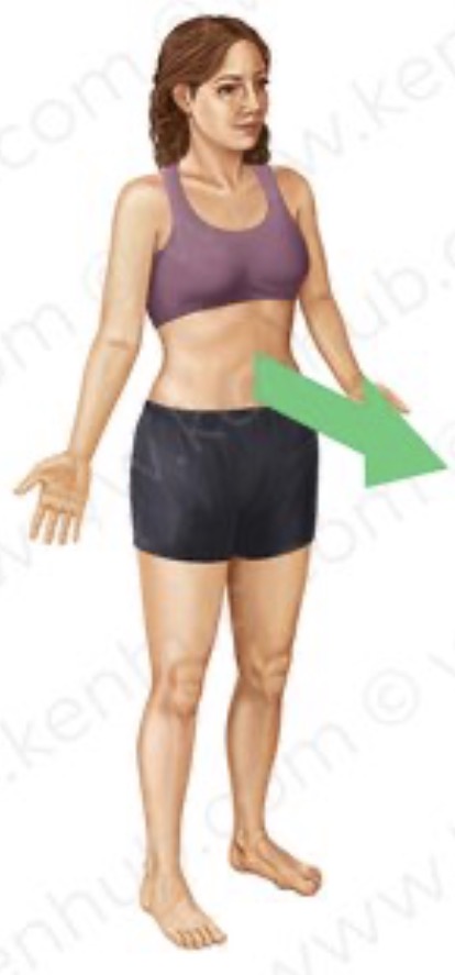 <p><strong>toward the front of the body</strong></p><p><strong>Ventral=Belly</strong></p><p>Face, chest, and abdomen</p><p>Your <strong>chest</strong> is anterior to your spine because your chest is <strong>in front of</strong> your spine.</p>
