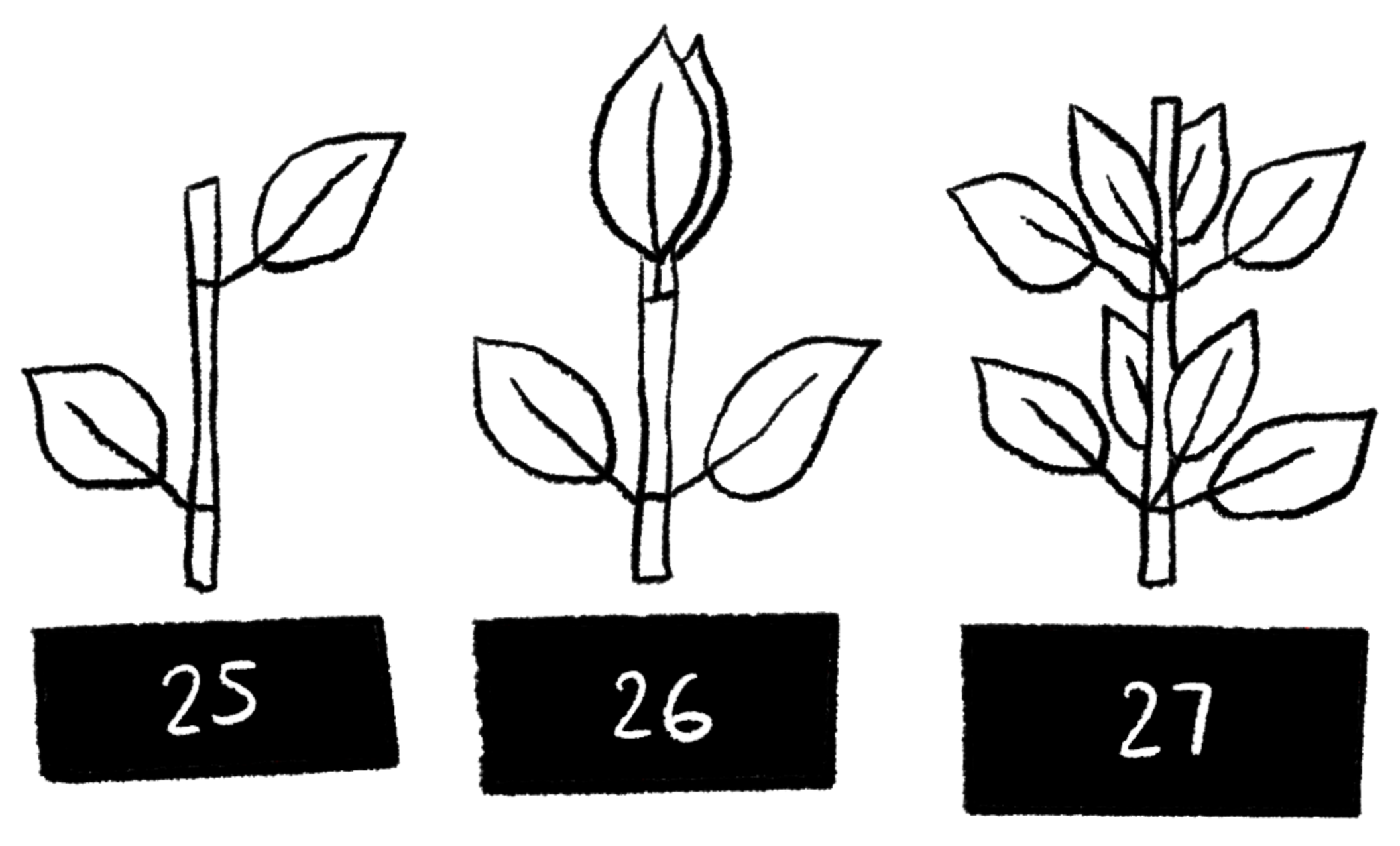 <p>What is 25?</p>