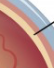<p>Inner most layer toward eye, under choroid</p>