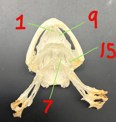 <p>15</p>