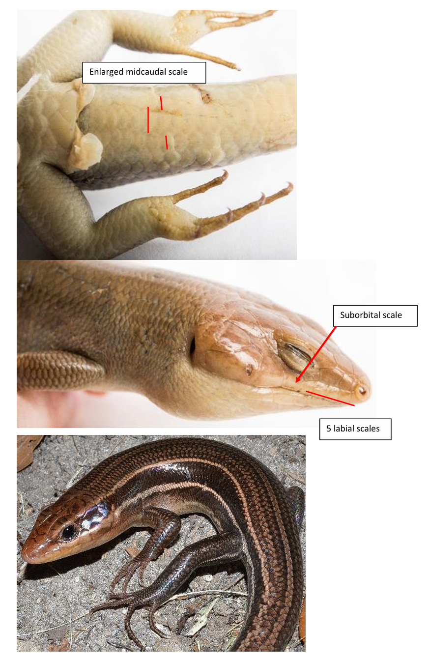 <p>Broad-headed Skink family & family name</p>
