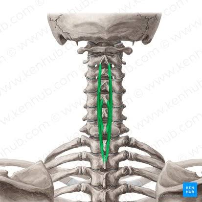 <ul><li><p>extend vertebral column</p></li></ul><p></p>