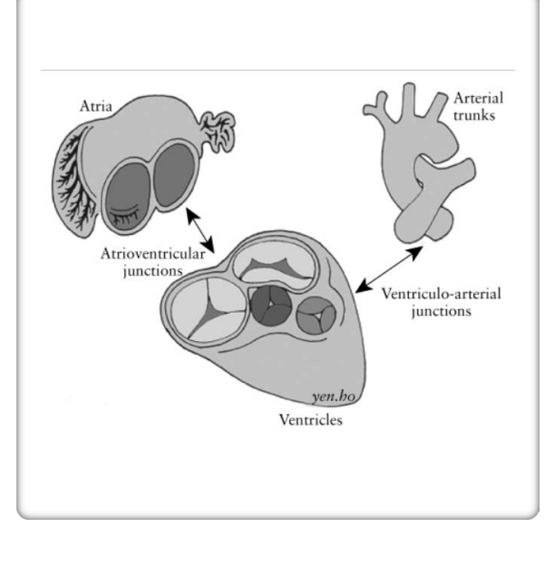 <p>Determine atrial situs •</p><p> Determine Ventricular looping • </p><p>Define the relationship of the arterial trunks</p>