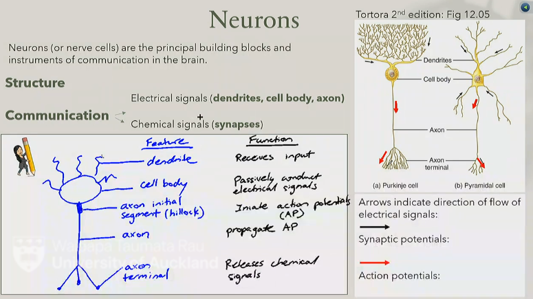 <ul><li><p>dendrite → receives input</p></li><li><p>cell body → passively conducts electrical signals</p></li><li><p>axon initial segment (hillock) → initiate action potentials (AP)</p></li><li><p>axon → propagates AP</p></li><li><p>axon terminals → releases chemical signals</p></li></ul><p></p>