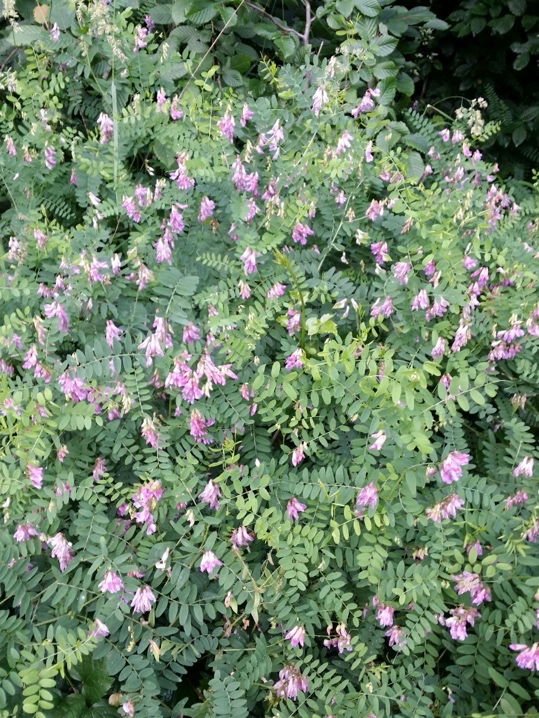<p>Hostna grašica-Vicia dumetorum</p>