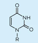 <p>Which base is this?</p>