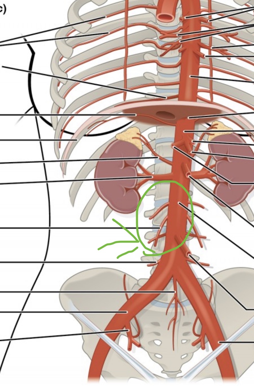 <p><span><span>branch of the abdominal aorta; supplies blood to the gonads</span></span></p>