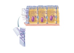 <p>Anchoring junctions that bind adjacent cells together.</p>
