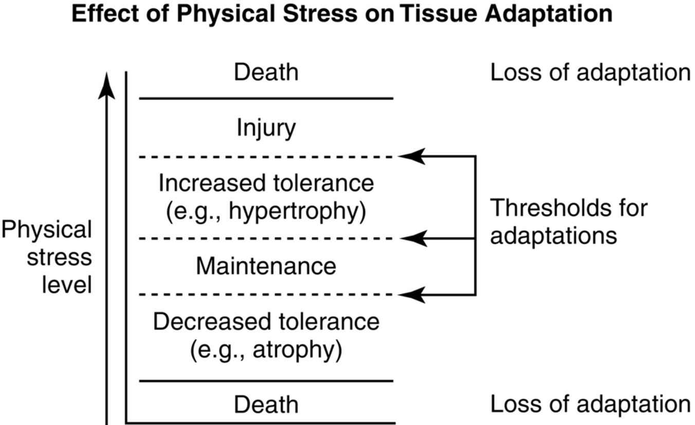 <ul><li><p><span>Aging Explanation: Changes in physical stress causes predictable adaptive responses in all biological tissues.</span></p><ul><li><p>Too much or too little stress leads to reduced adaptation &amp; decreased tolerance to continued stressors.</p></li></ul></li></ul><p></p>