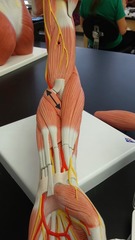 <p>pronation</p>
