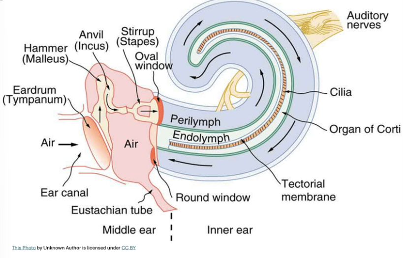 <p>WAVE IN AIR</p><ol><li><p><u>sound waves rep alternating areas of high &amp; low volumes</u></p><ul><li><p>pressure waves from stimuli measured for specfic wavelength</p></li></ul></li><li><p><u>sound waves funneled through outer ear</u></p><ol><li><p>auricle → ear canal → tympanic membrane</p></li></ol></li></ol><ol><li><p><u>tympanic membrane vibrates to respond to sound waves</u></p><ul><li><p>transfer pressure wave to middle ear to ossicles</p></li></ul></li><li><p><u>vibrations amplified across ossicles</u></p><ul><li><p>pass thru malleus, incus, stapes</p></li><li><p>3 bones connect tympanic membrane to oval window (inner ear)</p><ul><li><p>(1) malleus → attach tympanic membrane, move based on vibration of eardrum → sent to incus &amp; stapes</p></li><li><p>(2) stapes → connect oval window &amp; move to create pressure waves in perilymph fluid of cochlea</p></li></ul></li></ul></li></ol><p></p><p>WAVE IN FLUID</p><ol start="4"><li><p><u>vibrations against oval window create standing wave in endolymph OR vestibuli </u></p><ol><li><p>oval windows vibrate</p></li><li><p>cochlea fluid vibrates → pressure wave travelling thru perilymph OG &amp; displace endolymph fluid </p></li><li><p>create standing waves when waves resonate @ specfic frequence of sound wave → standing wave in fluid bending of cochler duct me</p></li><li><p>standing wave in basilar membrane → go to cochlear duct</p></li></ol></li></ol><ol start="5"><li><p><u>pressure bend cochlear duct membrane @ resonance</u></p><ul><li><p>basilar membrane airs vibrate at specfic point → connect to specfic sound frequency</p></li></ul></li><li><p>sound frequency is determined</p></li></ol><p></p><p></p><p><u>sound resonates throughout whole cochlea &amp; return back out round window → stop vibration &amp; resonance forever</u></p><p></p>