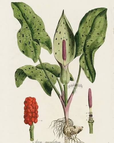 <p>نام علمی : Arum maculatum</p><p>خانواده : Araceae گل شیپوری-تک لپه</p><p>اسامی دیگر : لووف، لووف الجعد، آروم</p><p>کاربرد دارویی : آنتی‌باکتریال، ترمیم کننده زخم، در سرماخوردگی</p><p>میوه : سته قرمز رنگ فشرده روی ساقه</p><p>کاربرد در طب سنتی : در همیوپاتی استفاده میشود، که در آن اساس درمان ایجاد اثری مشابه اثر پاتولوژیک است، یعنی ابتدا التهاب شدیدتر سپس بازگشت بیمار به حالت قبلی</p><p>امروزه استفاده از آن <span style="color: red;">منسوخ</span> است.</p>