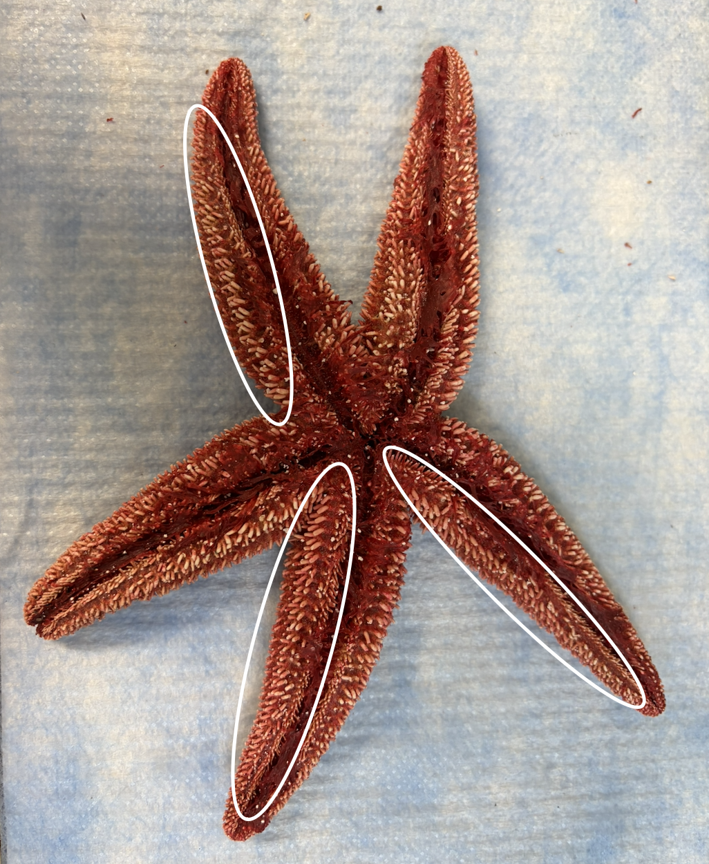 <p>What are all of these frilly things on the <strong>bottom</strong> of this starfish?</p>