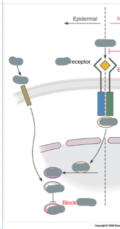 <p>How does BMP signalling promote epidermal fate?</p>